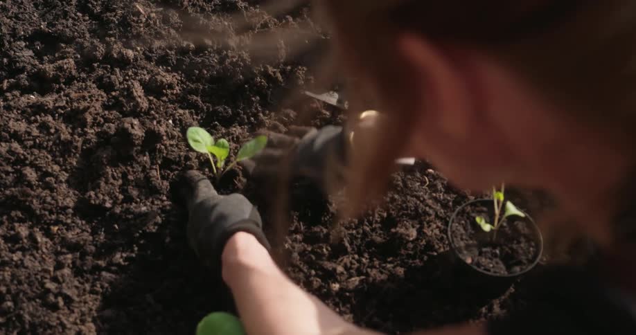 Woman with gloves planting a plant sprout