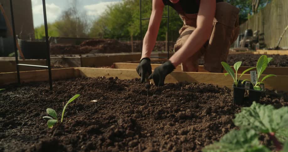 Gardener digs a hole in a garden bed while preparing to plant a potted plant on a sunny day