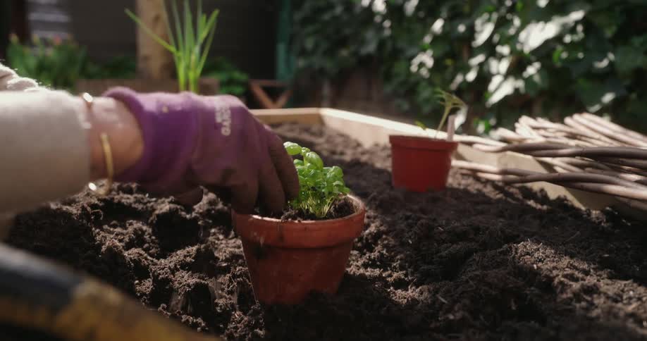A female puts potting soil around a small plant in a terra cotta pot