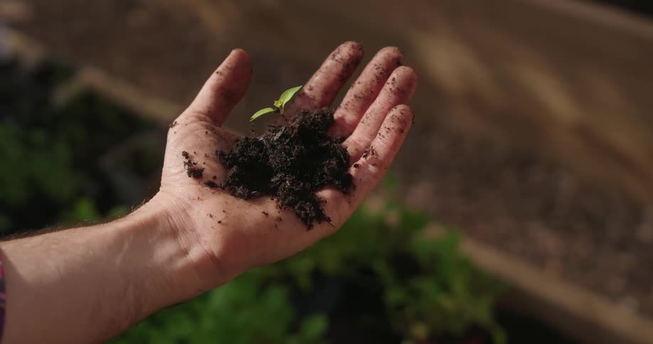 Hand with plant sprout and soil