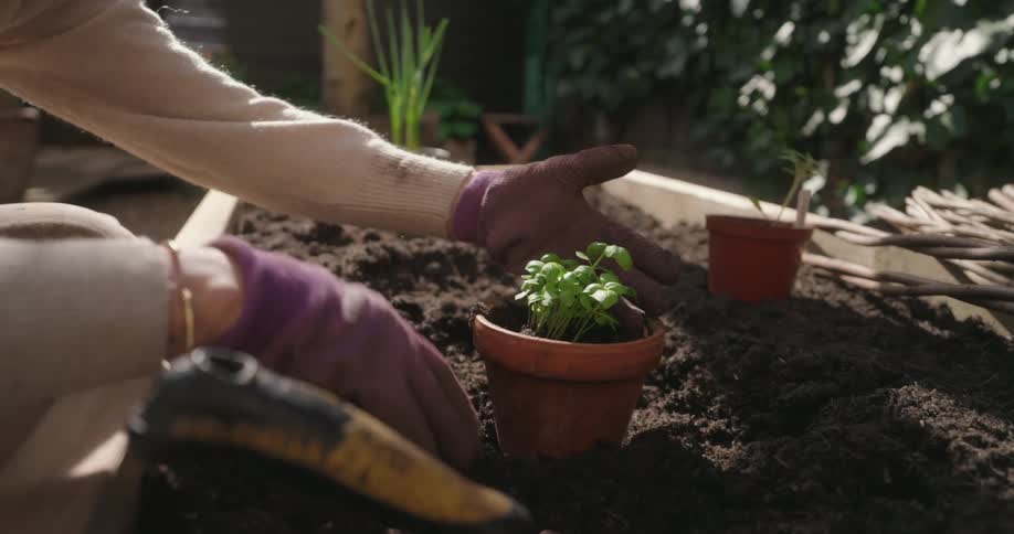 A female puts a small green plant into a terra cotta pot with garden soil