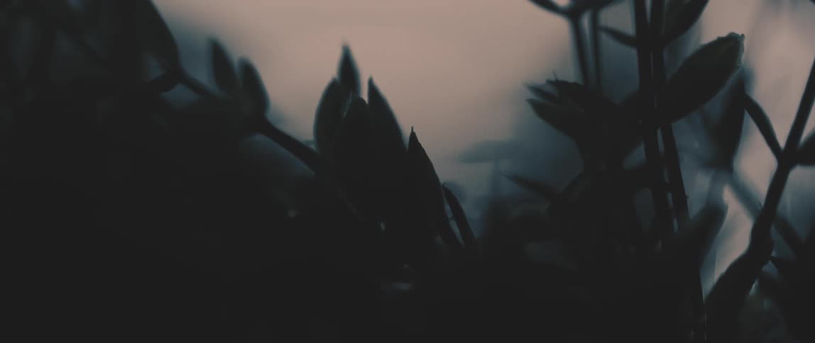 A footage of a plant in a dark area