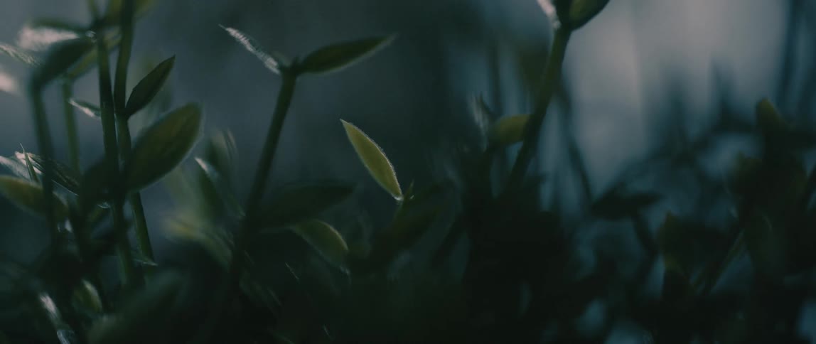 Lush green foliage intertwined with slender branches in a shadowy almost ethereal setting