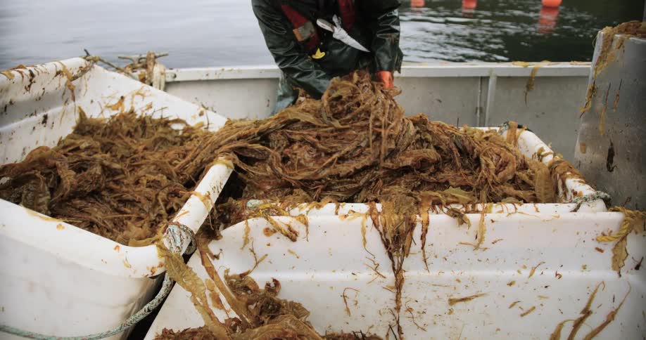 A person wearing waterproof clothing handles a large pile of seaweed on a boat with white containers and the open sea in the background