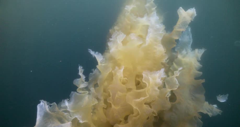 Sea weed kelp floats underwater