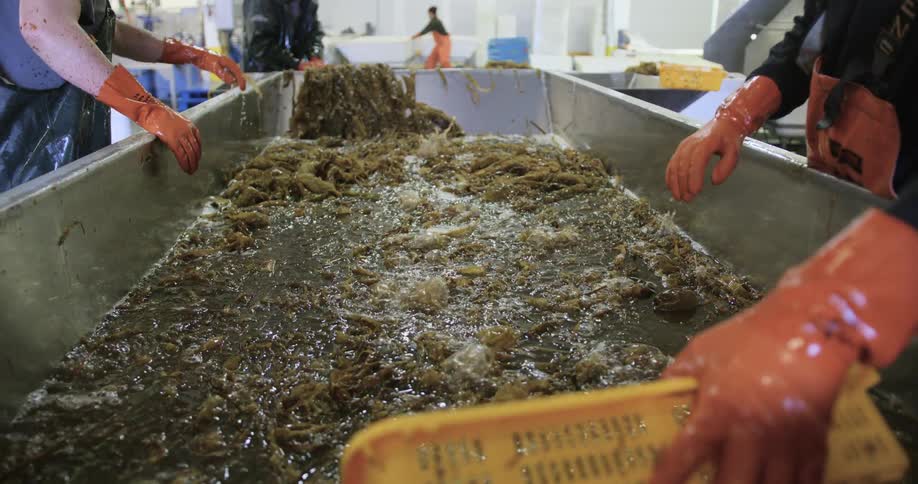 Workers sort kelp in the factory