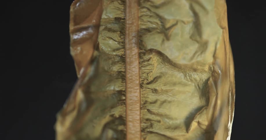 Kelp with wrinkled textured surface against a dark background