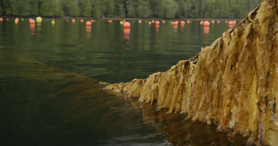 A rope covered in seaweed is being pulled up from the water