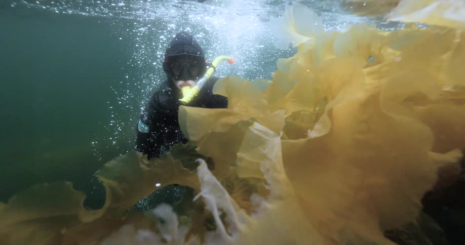 A diver swims underwater surrounded by large flowing yellow seaweed