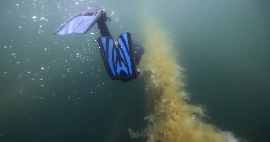 Person swimming in the depths of the ocean with seaweed