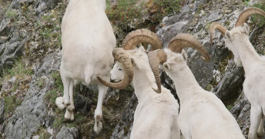 Dall sheep with horns climbing mountains