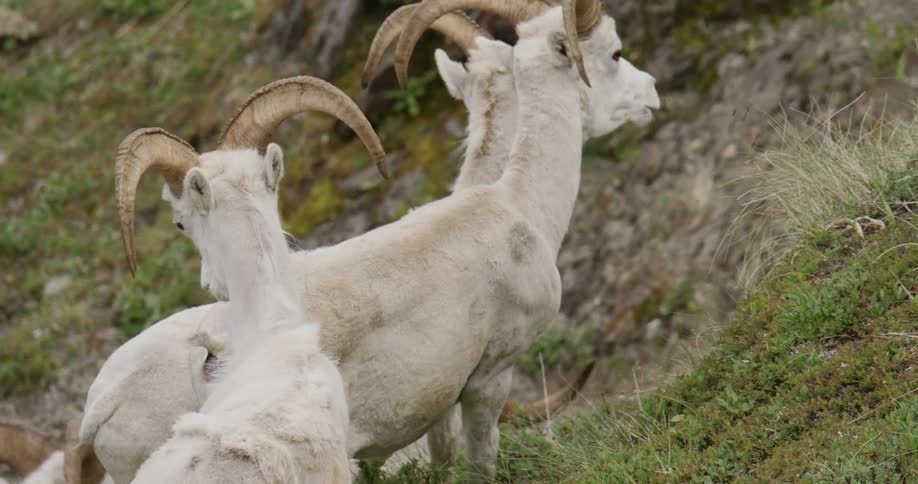 A group of white Dall sheep sheep walk up a steep grassy hillside