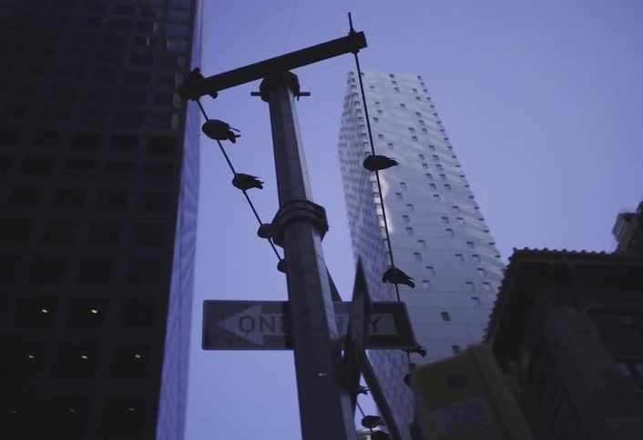 Birds sit on a power line in a downtown area of a city