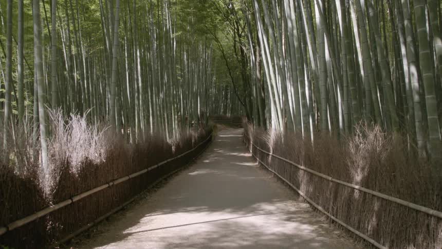 A dusty path through a forest