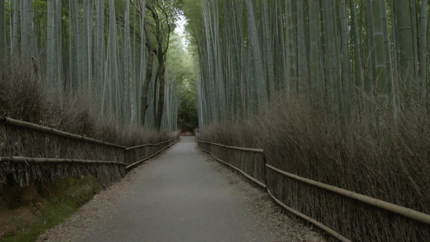 A paved path through a forest