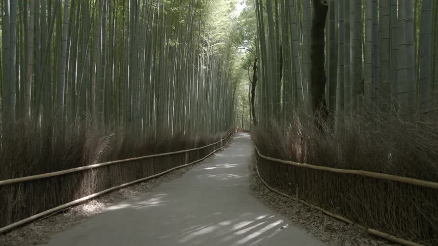 A paged path through a forest