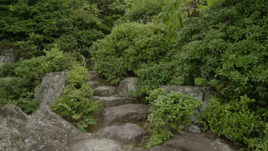 Large rock steps surrounded by thick green bushes