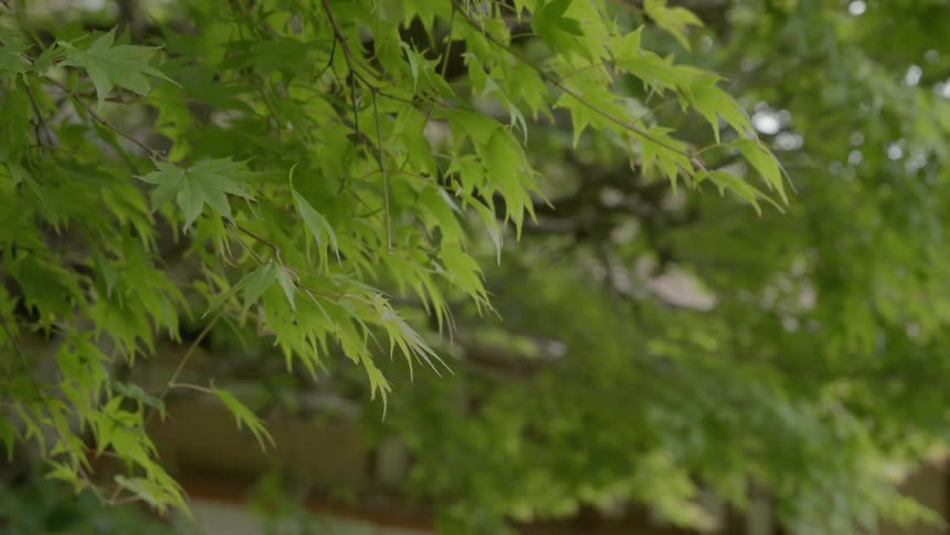 Leaves grow on a tree