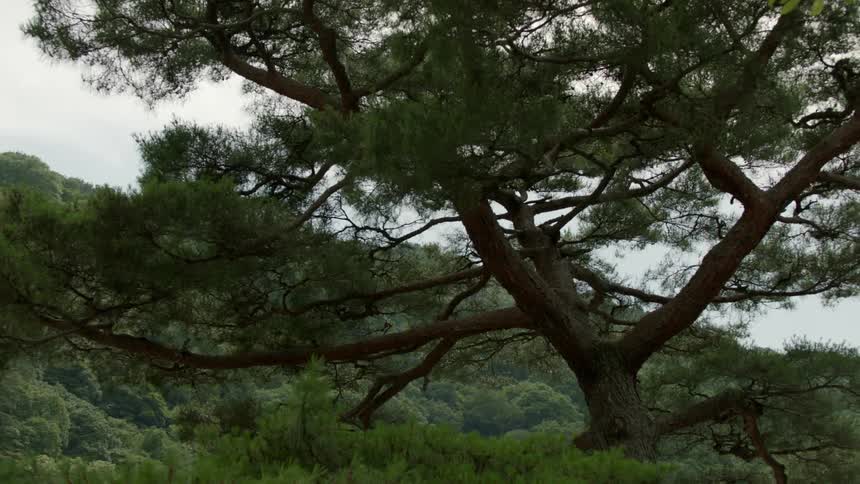 Large tree in a lush green forest