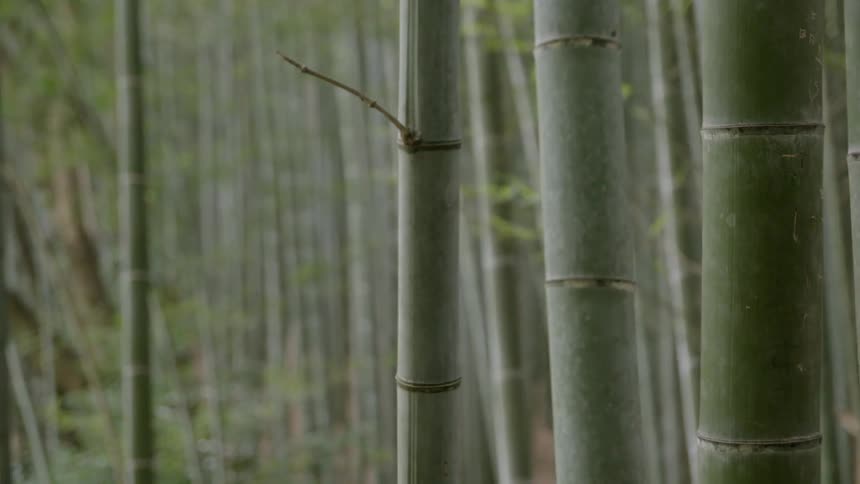 Bamboo trees growing in a forest