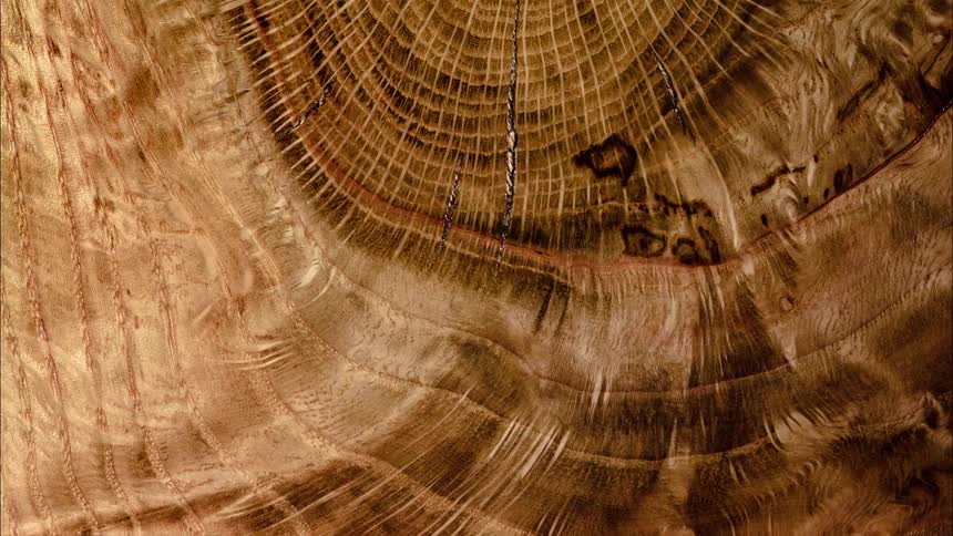 Close up of a sawn wood nodule in abstract motion