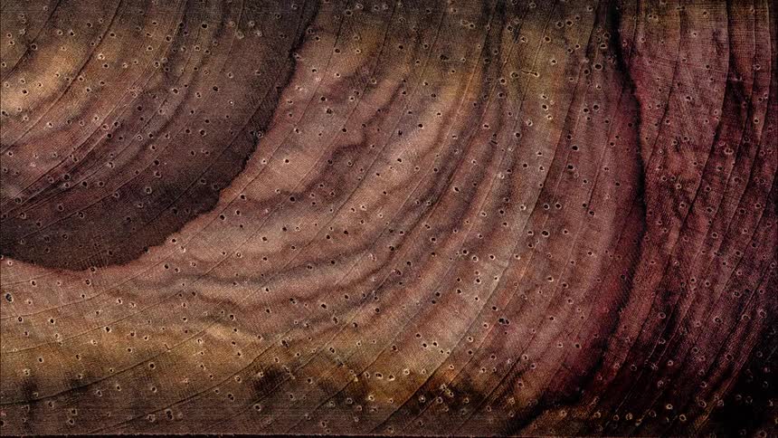 Abstract decaying wood
