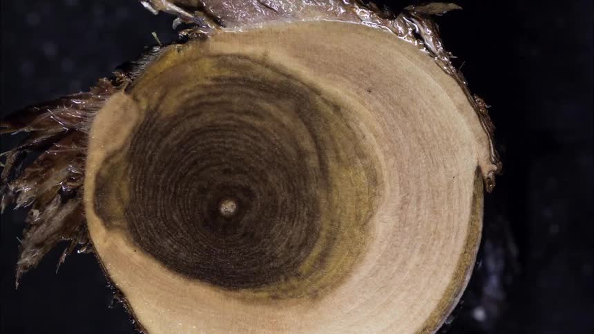 Abstract decaying sawn wood lump
