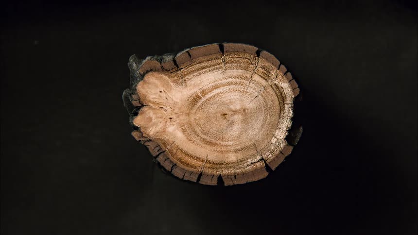 Abstract decaying sawn wood trunk