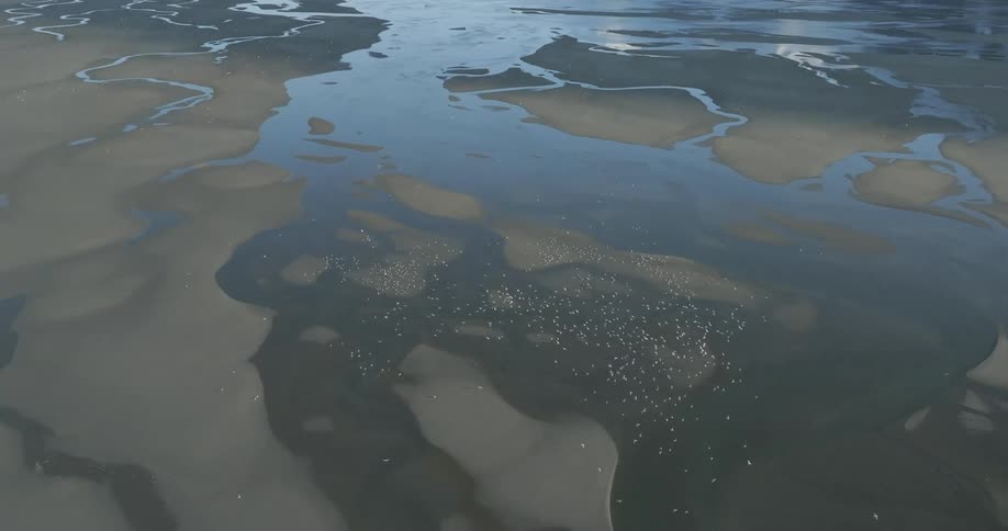 Aerial view of a sandy estuary with water reflecting the sky where a group of birds flock together