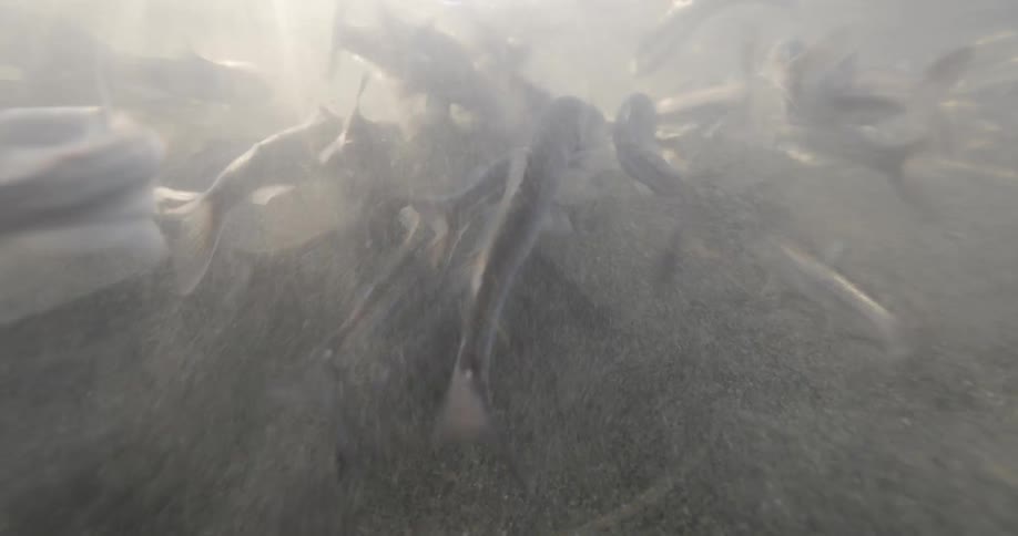 School of fish swimming quickly in murky waters