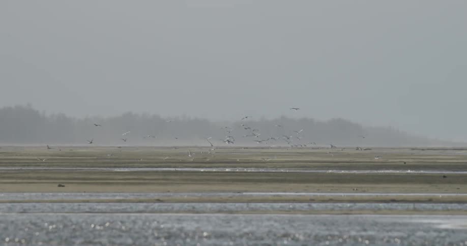 Seagulls are flying above a shallow body of water and catching fish on a foggy day
