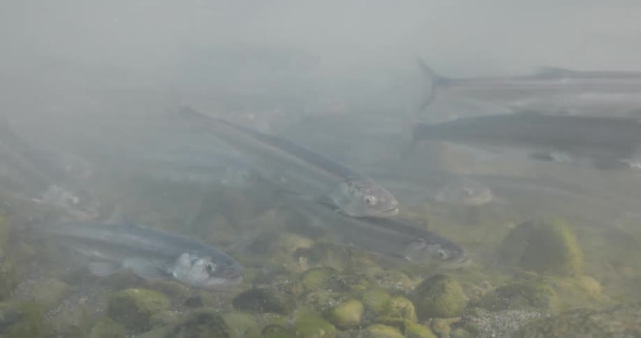 A school of fish swim through a stream