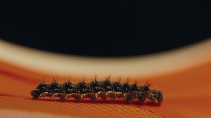 Insect with many legs walking on an orange surface