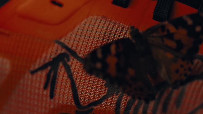 Predominately orange and black patterned butterfly slowly opens and closes its wings while perched on a patterned fabric