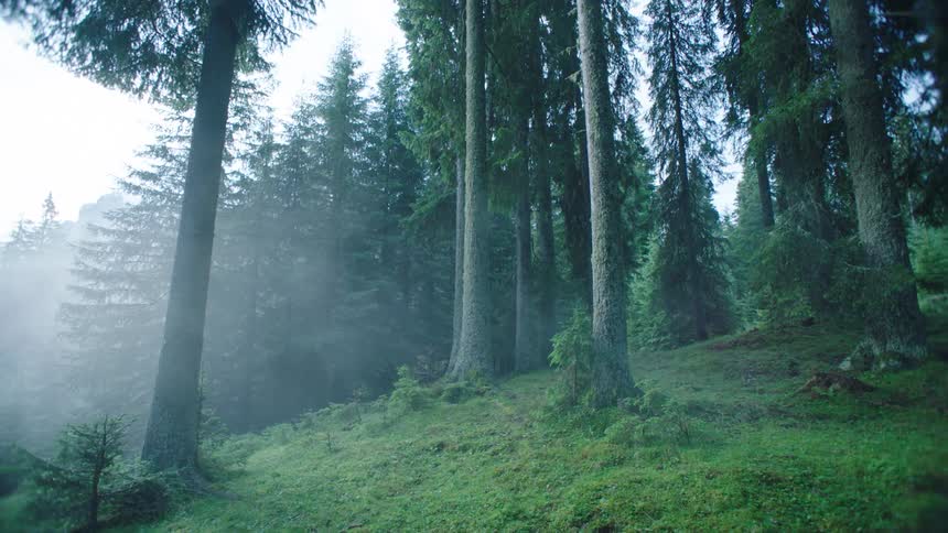 The forest is green on the hill
