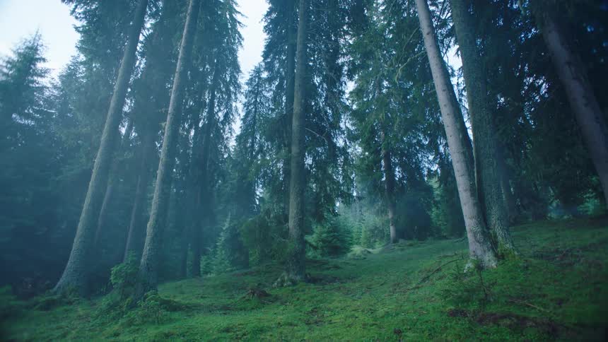 Dense forest with tall trees