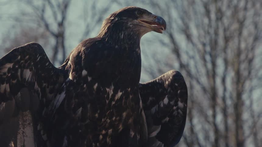 A whitetailed eagle spreads its wings while standing on the forest floor at midday surrounded by trees and dappled sunlight