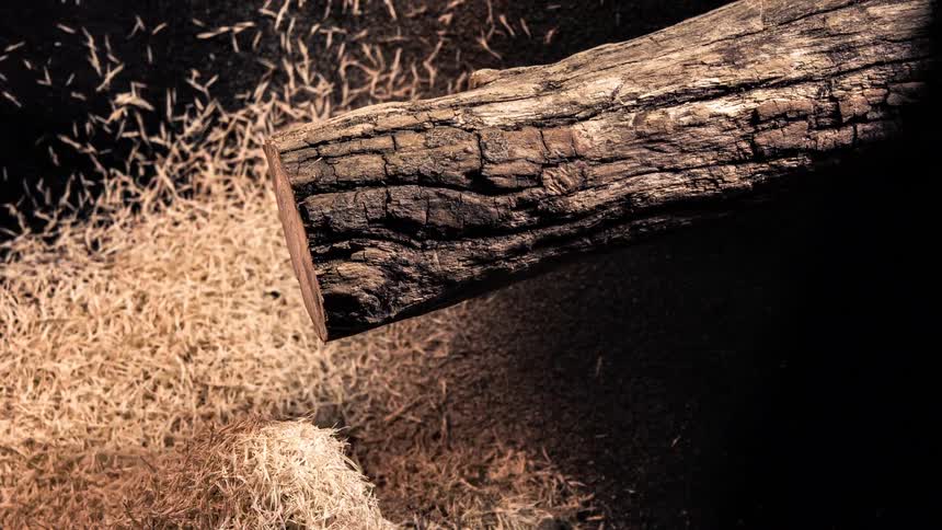 A log being shredded into many wood chips