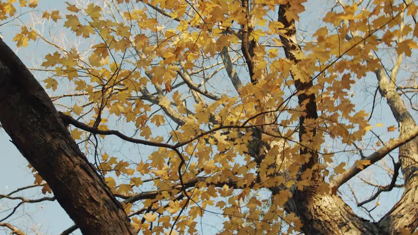 A tall tree with vibrant yellow foliage stands against a bright blue sky