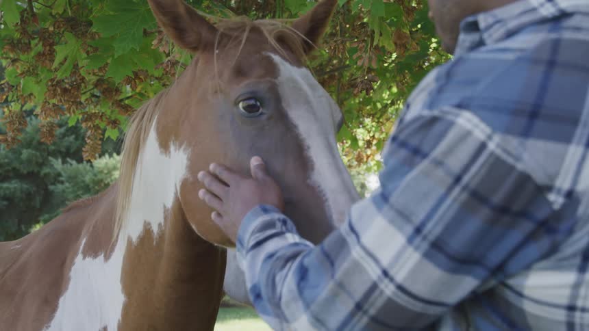A person petting the head of a brown horse with white spots
