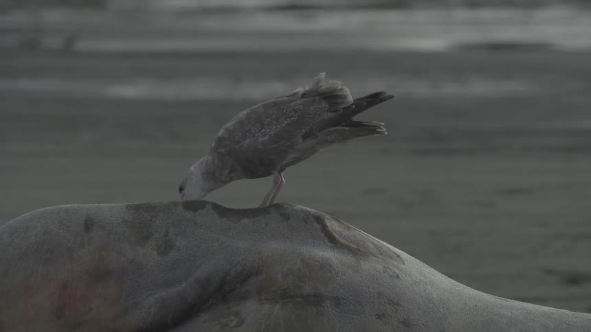 A seagull forages on a beach
