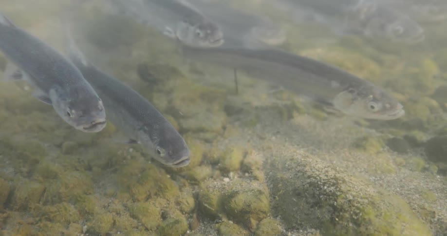 A group of fish swim against the current