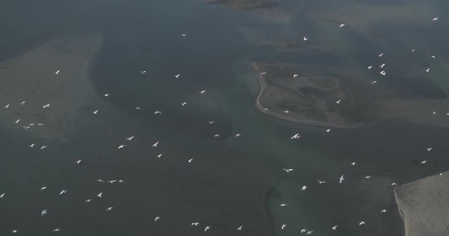 An aerial view shows a large flock of birds scattered over a body of water with patches of land visible