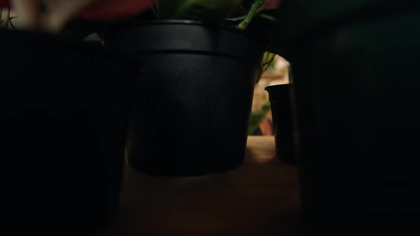 The employee is stocking shelves with plants
