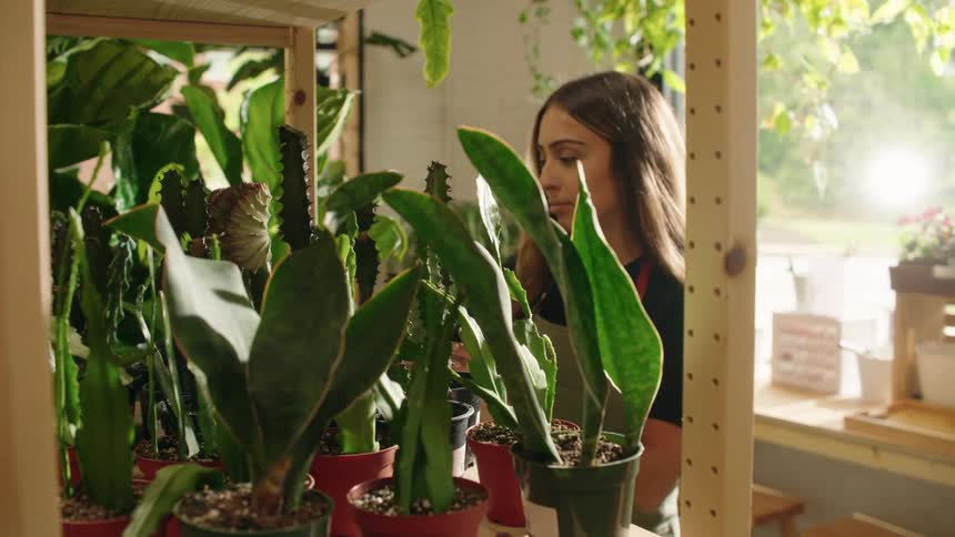 Retail store employee organizing plants and succulents on wood frame shelves