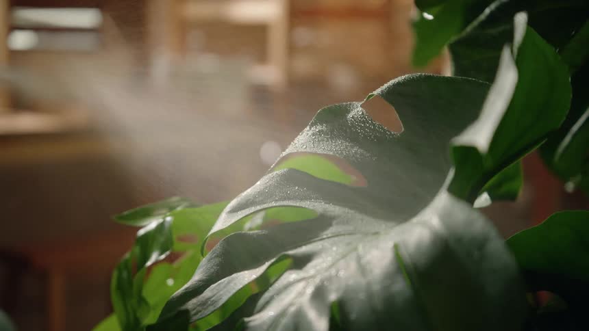 Plant with large green leaves being sprayed