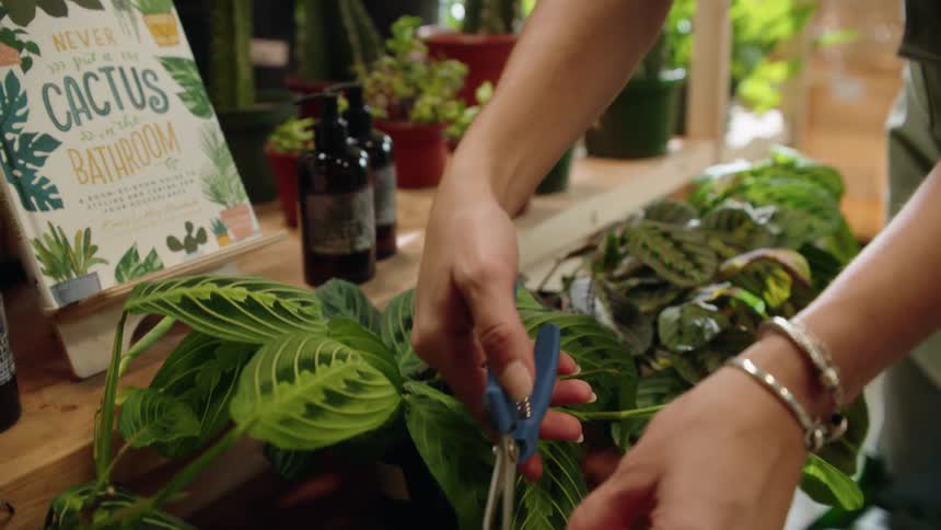 The worker is pruning the plants in the store