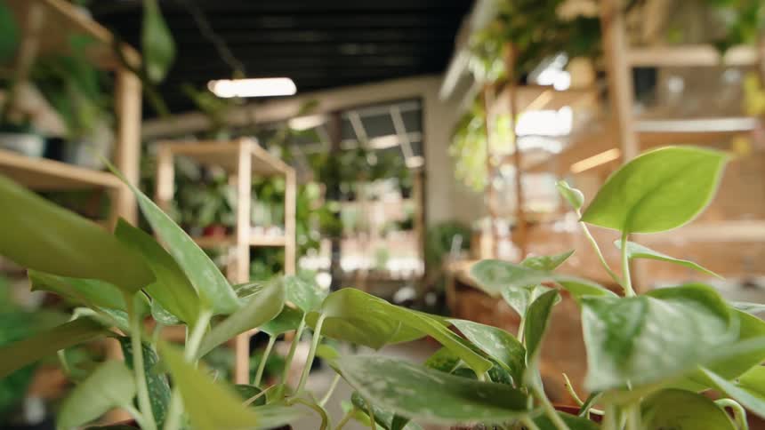 A closeup view of leafy green plants in a bright indoor space likely a greenhouse or plant shop