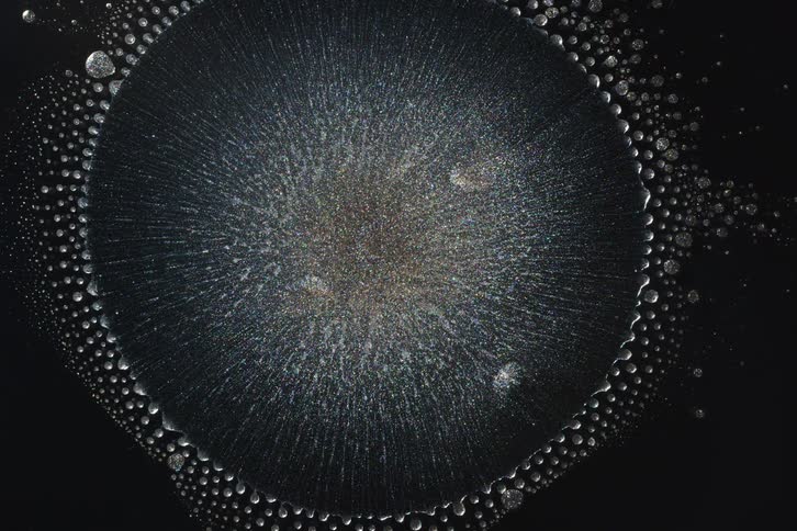 Striations expand from a brown center while the edge of the circle formed by them reveals and conceals bubbles as the circle expands and contracts