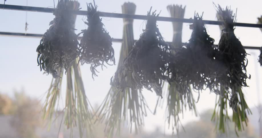 Smoke rises past the bundles of plants drying on a line during the daytime